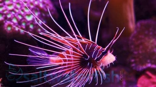 Radiata Lionfish: Africa/Red Sea - Venomous, Size 2.25 - 4.25 inches