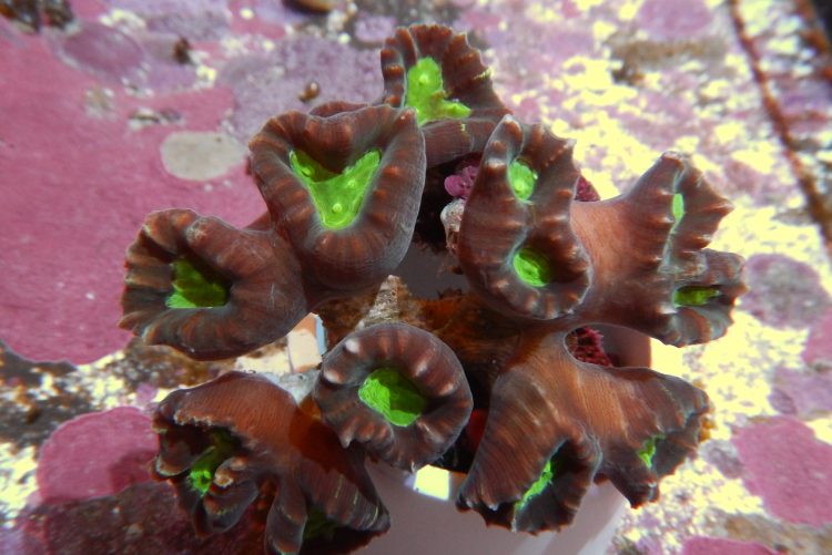 Trumpet Coral