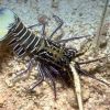 Blue Spiny Lobster, Size 4.25 - 6.25 inches