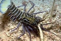 Blue Spiny Lobster, Size 4.25 - 6.25 inches