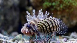 Fuzzy Dwarf Lionfish - 3 - 4" - Venomous - Indo-Pacific