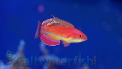 McCosker's Flasher Wrasse - 1.25" or smaller - Africa