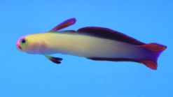 Exquisite Firefish - 2 - 3" - Indian Ocean