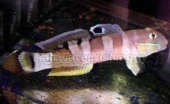 Tiger (Wardi) Goby - 2.25" or smaller - Indian Ocean