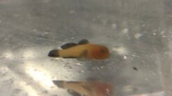 Panda Goby - 1" or smaller - Indo-Pacific