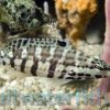 Harlequin Bass, Size < 2.25 inches