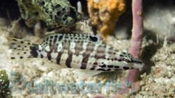 Harlequin Bass - 2.25" or smaller - Caribbean