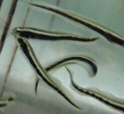 Engineer Goby - 2.25" or smaller - Indo-Pacific