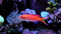 Dispar Anthias - 2.25" or smaller - Indo-Pacific