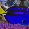 Blue Hippo Tang - Central Pacific, Size < 1.25 inch