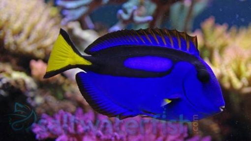 Blue Hippo Tang - Central Pacific, Size < 1.25 inch