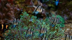 Banggai Cardinal - 1.75" or smaller - Captive Bred - Indian Ocean