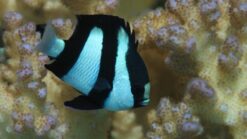 3 Stripe Damsel - 1.25 - 2.25" - Indo-Pacific