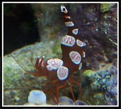 Sexy Shrimp, Size Small