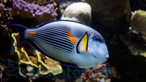Sohal Tang - Red Sea, Size 3.75 - 4.5 inches