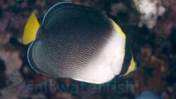 Singapore Angelfish - 2.25" or smaller - Indo-Pacific