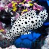 Panther Grouper, Size 3.75 - 4.5 inches