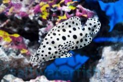 Panther Grouper, Size 3.75 - 4.5 inches