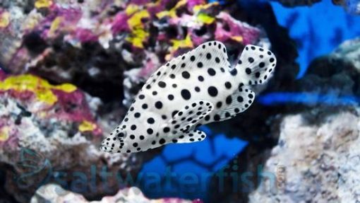 Panther Grouper, Size 3.75 - 4.5 inches