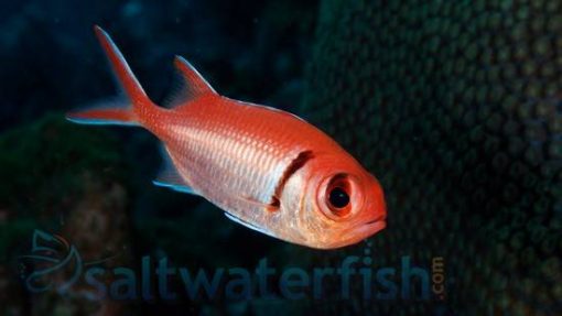 Bigeye Soldierfish, Size < 2.25 inches