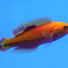 Splendid Pintail Fairy Wrasse: Male, Size 2 - 3 inches