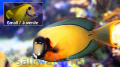 Yellow Mimic (Chocolate) Tang - 2.75 - 3.75" - Indo-Pacific