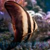 Orbiculate Batfish, Size < 2 inches