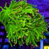 TORCH W AUSSIE COTTON CANDY 3 HEAD
