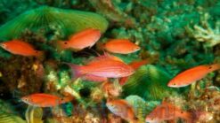 Filament Flasher Wrasse - 2 - 3" - Indo-Pacific