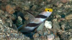 Barbershop Shrimpgoby - 1.25" or smaller - Indo-Pacific