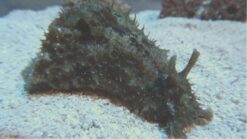 Dolabella Sea Hare, Size  Small