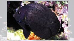 Midnight Angelfish - 2" or smaller - Indo-Pacific