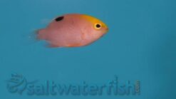 Talbot's Damsel - 1 - 2" - Indo-Pacific