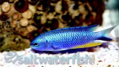Allen's Damsel - 1 - 2" - Indo-Pacific