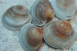 Cleaner Clam