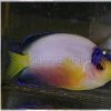 Multicolor Angelfish - Marshall Island, Size < 2 inches