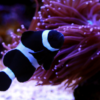 Darwin Ocellaris Clownfish: Captive Bred