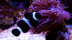 Darwin Ocellaris Clownfish: Captive Bred