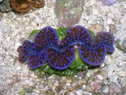 Maxima Clam: Turquoise - 1st Grade Fiji - Captive Bred, Size .75 - 1.24 inch