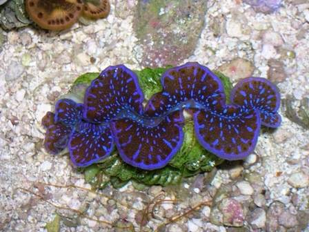 Maxima Clam: Turquoise - 1st Grade Fiji - Captive Bred, Size .75 - 1.24 inch