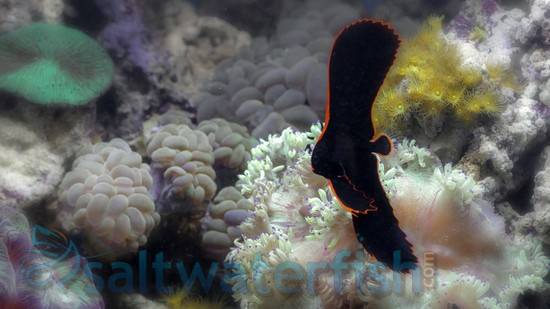 Pinnatus clearance batfish care