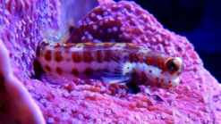 Orange Spotted Blenny - 2.25 - 3.5" - Indian Ocean