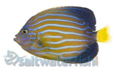Blue Line Angelfish - 1.75 - 2.75" - Indo-Pacific