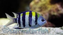Sergeant Major Damsel - 1.25" or smaller - Indo-Pacific