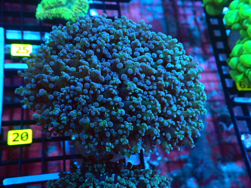 Frogspawn Colour FROGSPAWN WALL COLOR For Sale – Up to 50% Off | Reefs4Less