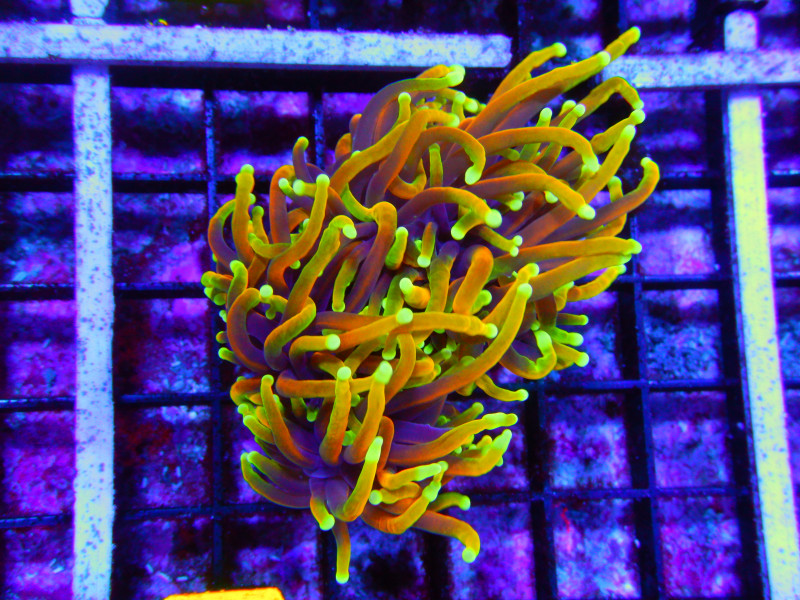TORCH INDO DRAGON SOUL 3 HEAD
