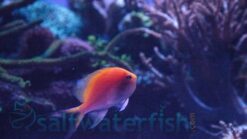 Sunburst Anthias - 2 - 3" - Indo-Pacific