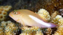 Arc Eye Hawkfish - 2" or smaller - Indo-Pacific