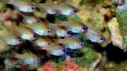 Threadfin Cardinal - 1.25 - 2.25" - Central Pacific