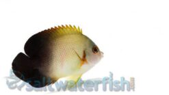 Half Black Angelfish - 2 - 3" - Indo-Pacific